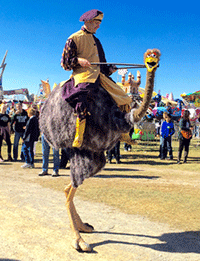 Ostrich-Rider