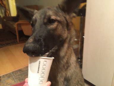 puppuccino.gif